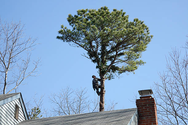 How Our Tree Care Process Works  in  Tilton Northfield, NH